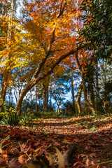 紅葉の森