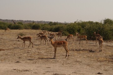Fototapeta na wymiar impala in the savannah