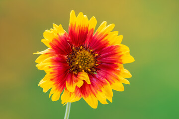 Beautiful blanket flower