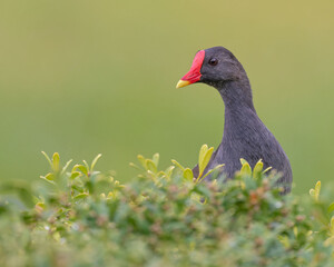 Moorhen and green