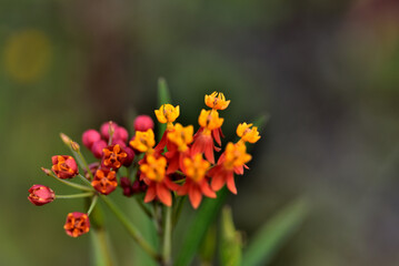 アスクレピアス、唐綿トウワタ花言葉、心変わり
