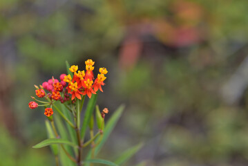 アスクレピアス、唐綿トウワタ花言葉、心変わり