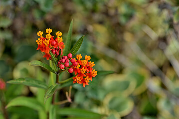 アスクレピアス、唐綿トウワタ花言葉、心変わり