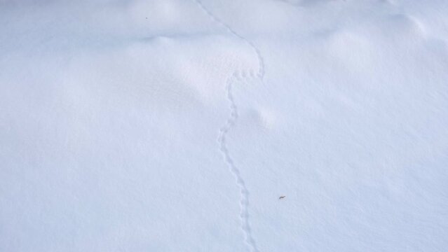Traces of mice, little beast in the snow. Field Mouse footprints in the deep snow. Follow the trail of wild animals in winter season. Animal tracking, snow print identification. Identifying. Identify	