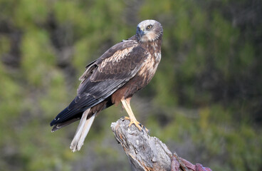 aguila lagunero macho en el bosque