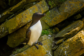 Razorbill