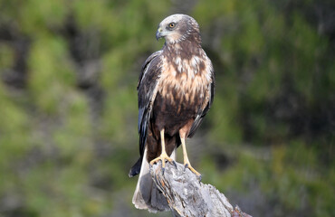 aguila lagunero macho en el bosque