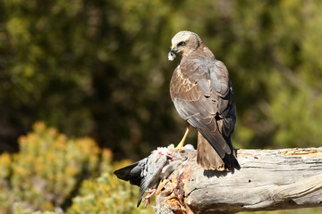 aguila lagunero macho en el bosque