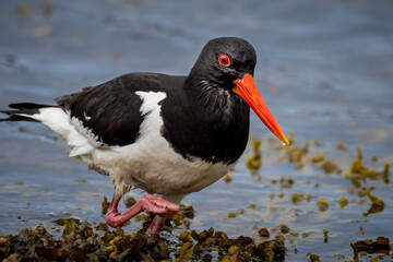 Eurasian oystercatcher (Haematopus ostralegus)