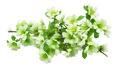 Chrysopsis Flowers On Transparent PNG
