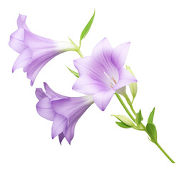 purple bellflower isolated on white background
