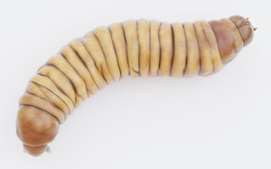 Realistic 3D Render of Wax Worm