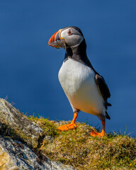 Atlantic puffin (Fratercula arctica)