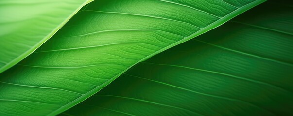 organic green leaf wallpaper illustration