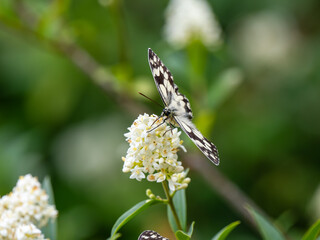 Marbled White Butterfly feeding on Wild Privit