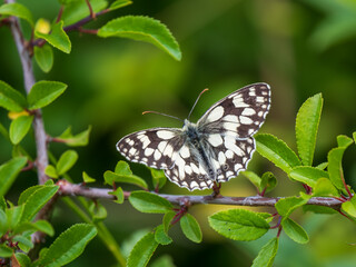 Marbled White Butterfly on Wild Privit