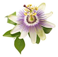 passiflora isolated on white