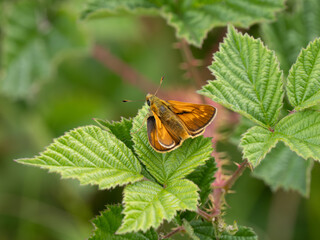 Large Skipper Butterfly Resting on a Leaf