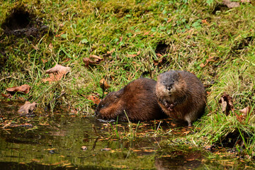 Close up of a male and female muskrat at the waters edge eating the grass along the edge of a pond