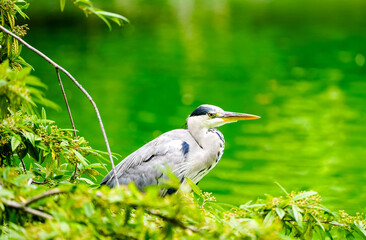 Portrait of a gray heron. Bird in natural habitat. Ardea cinerea.
