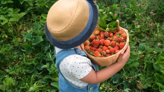 A child picks strawberries in the garden. Selective focus.