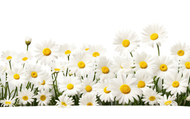 Daisy Field On Transparent PNG
