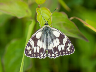 Marbled White Butterfly Resting. Wings Open.