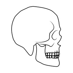 Skull vector illustration. Human head skeleton icon.