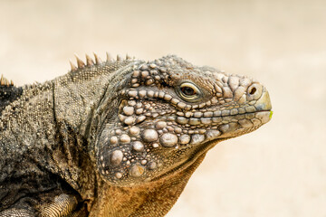 Side portrait of an iguana. Lizard close-up. Iguanidae.