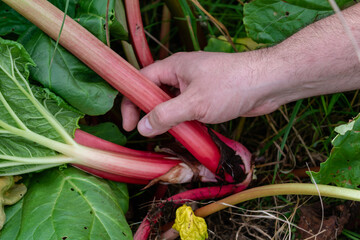 Man harvesting rhubarb in a garden to make pies and compote, rheum rhabarbarum © Reflexpixel