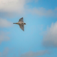 Bank Swallow flying in the sky with room for a title