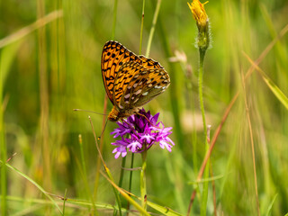 Dark Green Fritillary Feeding on a  Pyramidal Orchid
