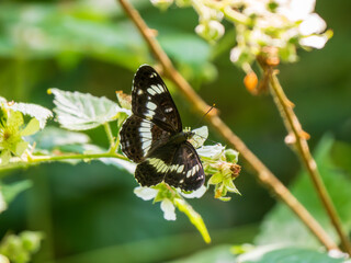 White Admiral Butterfly. Wings Open.