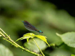 Male Beautiful Demoiselle Resting on a Leaf