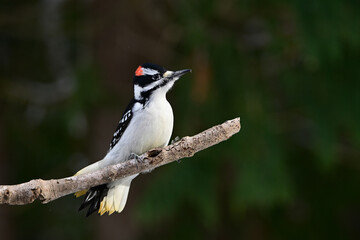 Close up of a cute male Hairy Woodpecker sitting perched on a branch at the edge of a forest