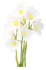 bouquet of white freesia flowers