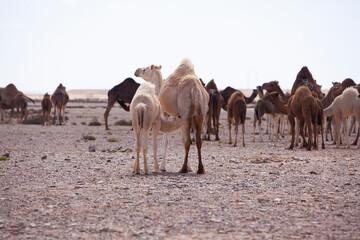Herd of camels on moroccan sahara, Camels in the moroccan desert