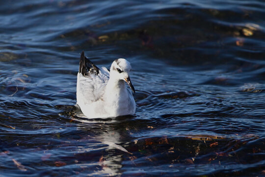 A Red Phalarope bird floats along the shore of Lake Ontario during its migration south displaying its fall plumage