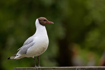 black headed gull