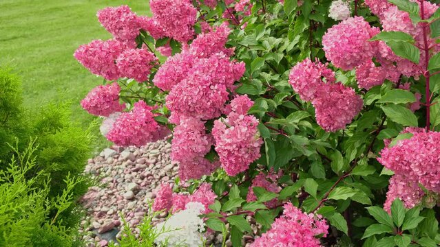 Hydrangea paniculata and conifer. Beautiful Garden path made of natural stones, gravel. Huge landscaping trend. Lawn, shrubbery in the backyard. Scenic of nice landscaped. Walkway. Green home design	