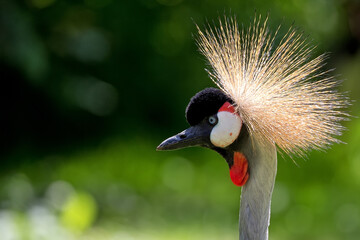 Crowned crane in a clearing, a portrait
