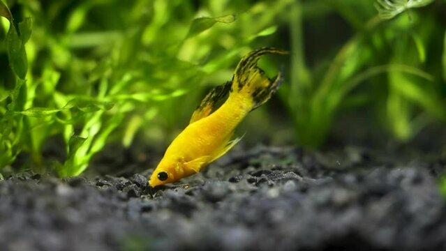 gold lyretail molly in slow motion looking for food on the bottom of a fish tank