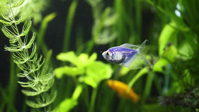 blue ternecia glofish swimming in a fish tank, close up