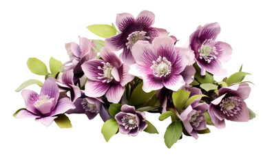 Hellebore Cluster On Isolated Background