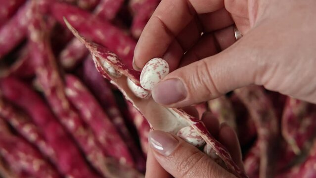 Cranberry beans. Fresh Organic Borlotti bean pods in farmer hands. Stylish modern food background. Magenta color. Creative foodstuff image. Grocery, dietary backdrop. Advertising, trendy Border