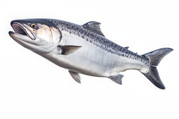 Atlantic salmon isolated on a white background