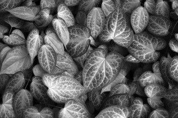 Black and white leaves texture background. Natural wallpaper. Macro with soft focus closeup. Copy space. Spring floral greeting card template. Delicate low key romantic toned image