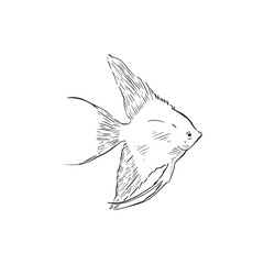 Angelfish drawing in black and white line. Hand drawn and digitally recreated as a sketchy style vector. 