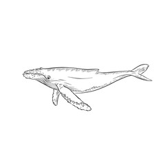 A line drawn and shaded illustration of a humpback whale. Drawn entirely by hand and created digitally in a sketchy vector format. 