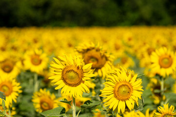 Sunflowers at khao chin lae in sunlight with winter sky and white clouds Agriculture sunflower field.